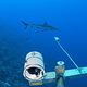 Illustration for article titled How To Measure a Shark (Safely)